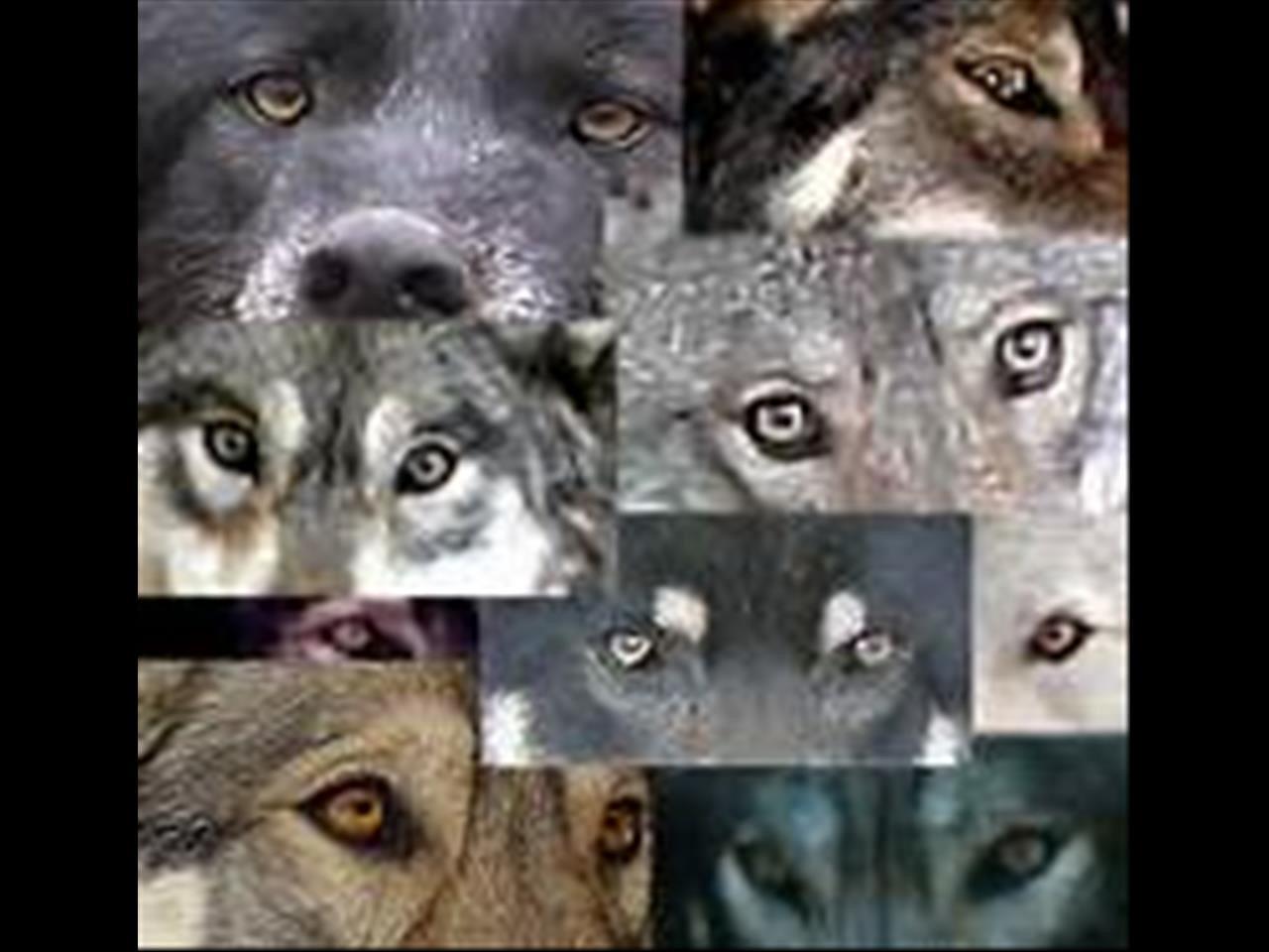 Как отличить волка. Различие волчьих и собачьих глаз. Глаза волка и собаки. Цвет глаз собак и волка. Взгляд волка и собаки.
