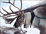Sami village and reindeer safaris in Kiruna