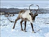 The reindeers and Sámi people