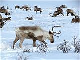 Reindeers and the life of the Sámi people