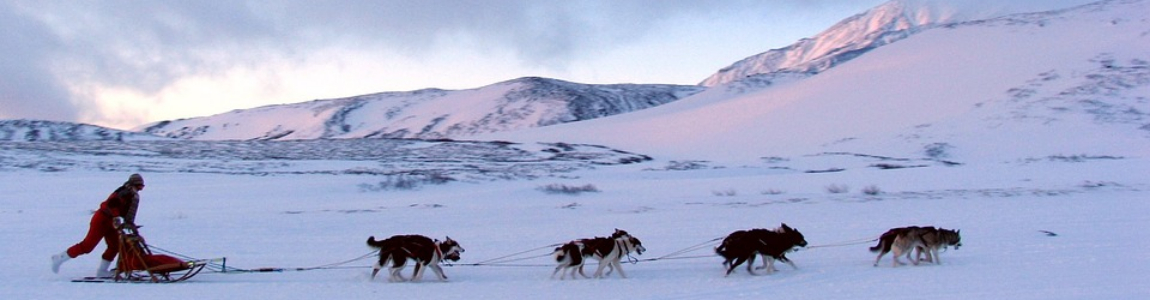 Dog sledge tours in Kiruna