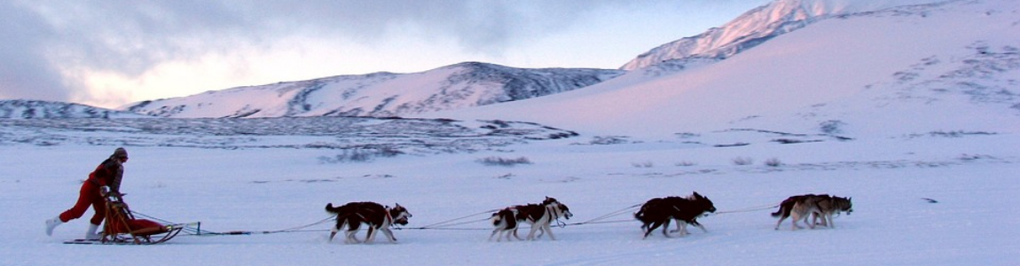 Dog Sledge tours in Kiruna