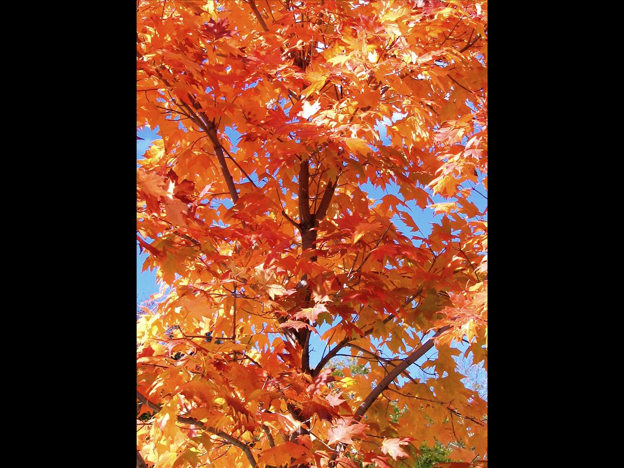 Camera: Canon EOS60D, RAW Format/F 5.6 (Aperture Priority AV Mode)/ 1/125 sec/ISO 200/AWB/Image Stab(..)