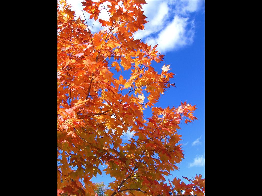 Camera: Canon EOS60D, RAW Format/F 5.6 (Aperture Priority AV Mode)/ 1/250 sec/ISO 200/AWB/Image Stab(..)
